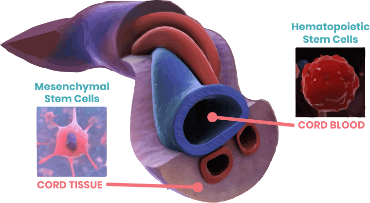 Umbilical cord stem cells - Health & Biotech